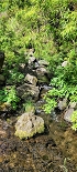 Plants: image 34 Of 208 Thumb